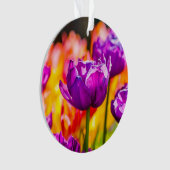 Tulipes Enchantant violet (devant)