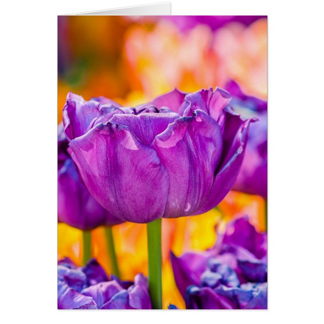 Tulipes Enchantant violet (Devant)