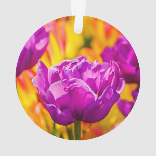 Tulipes Enchanter Violet (dos)