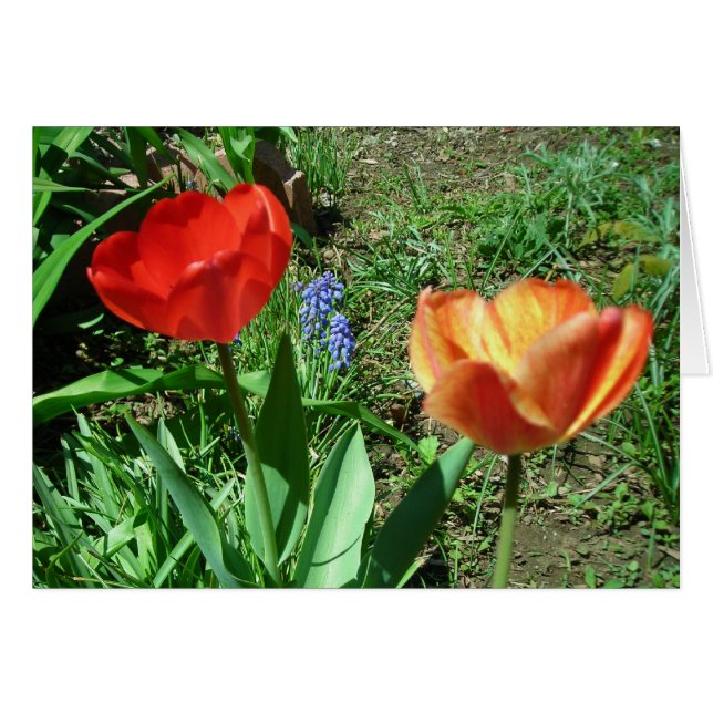 Tulipes et Muscari (Devant Horizontal)