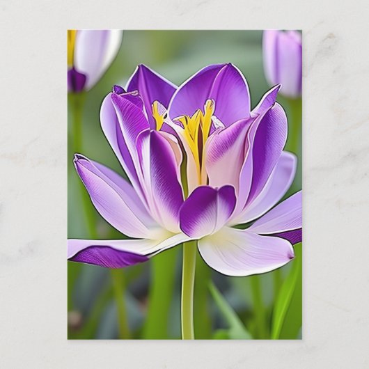 Tulipes, fleurs, carte postale pour la traversée (Devant)