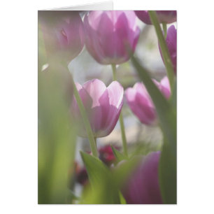 Tulipes, Jardins de Keukenhoff, Pays-Bas.