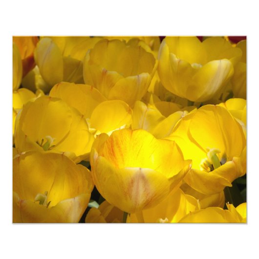 Tulipes jaunes 20" x 16" Impression photo (Devant)