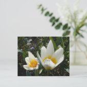 Tulipes jaunes blanches do-it-yourself carte posta (Debout devant)