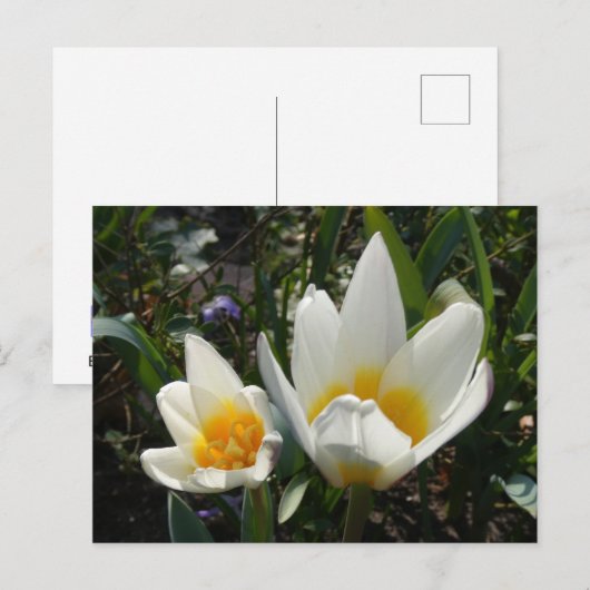 Tulipes jaunes blanches do-it-yourself carte posta (Devant / Derrière)