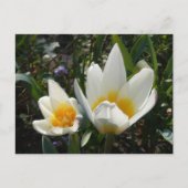 Tulipes jaunes blanches do-it-yourself carte posta (Devant)