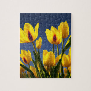 Tulipes jaunes en fleurs, puzzle