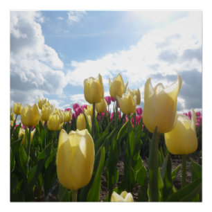 Tulipes jaunes et roses ensoleillées avec affiche