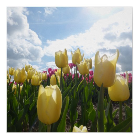 Tulipes jaunes et roses ensoleillées avec affiche  (Devant)