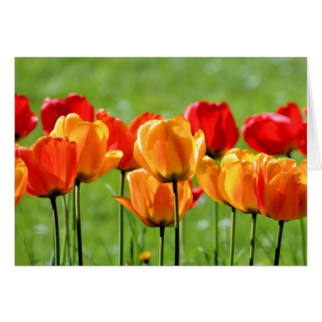 Tulipes jaunes et rouges (Devant horizontal)