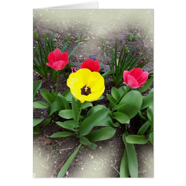 tulipes jaunes et rouges (Devant)