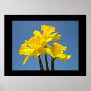 Tulipes jaunes Impressions d'art floral Ciel bleu