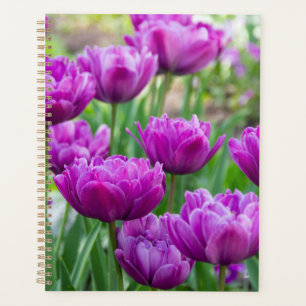 Tulipes lilas vives par une journée ensoleillée
