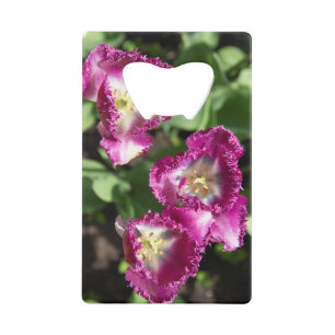 Tulipes mignonnes pourpres dans le jardin