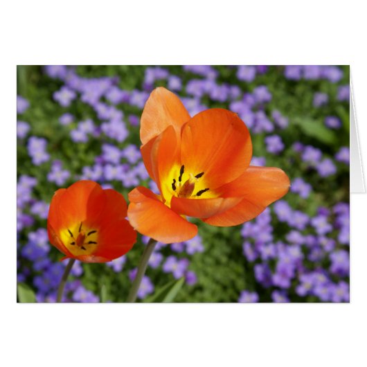 Tulipes orange (Devant horizontal)