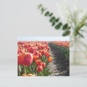 Tulipes orange rouge do-it-yourself carte postale (Debout devant)