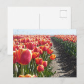 Tulipes orange rouge do-it-yourself carte postale (Devant / Derrière)