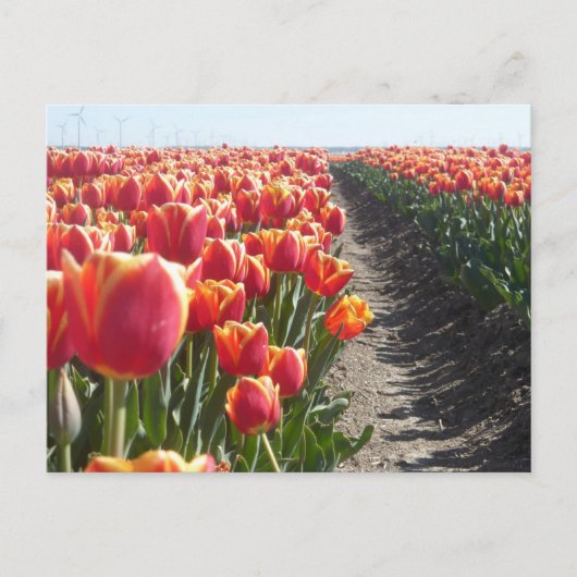 Tulipes orange rouge do-it-yourself carte postale (Devant)