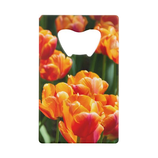 Tulipes orange vif dans le parc (Devant)