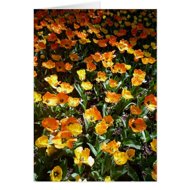 tulipes orangées (Devant)