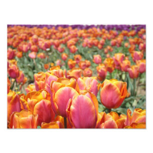 Tulipes Photographie art imprimé Fleurs Floral