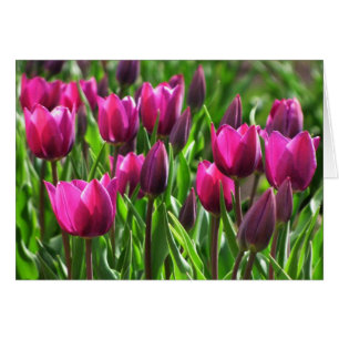 Tulipes pourpres