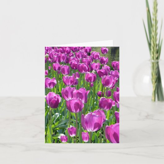 Tulipes pourpres (Devant)