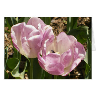 Tulipes pourpres de Central Park