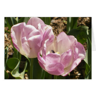 Tulipes pourpres de Central Park