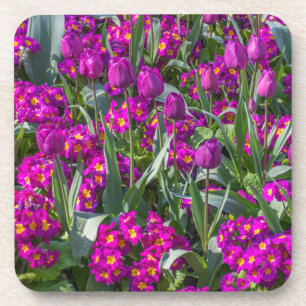 Tulipes pourpres et dessous de verre en plastique