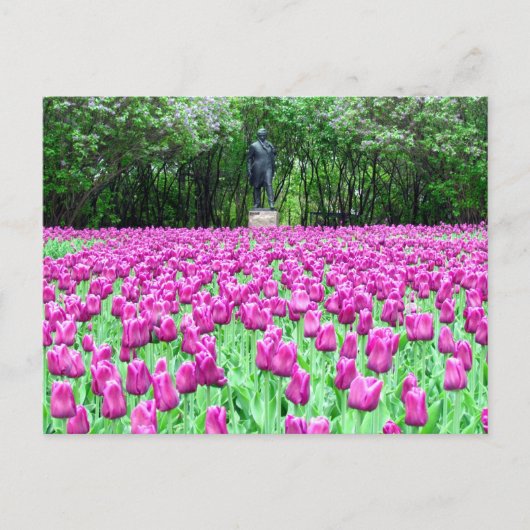 Tulipes printanières dans la carte postale du jard (Devant)