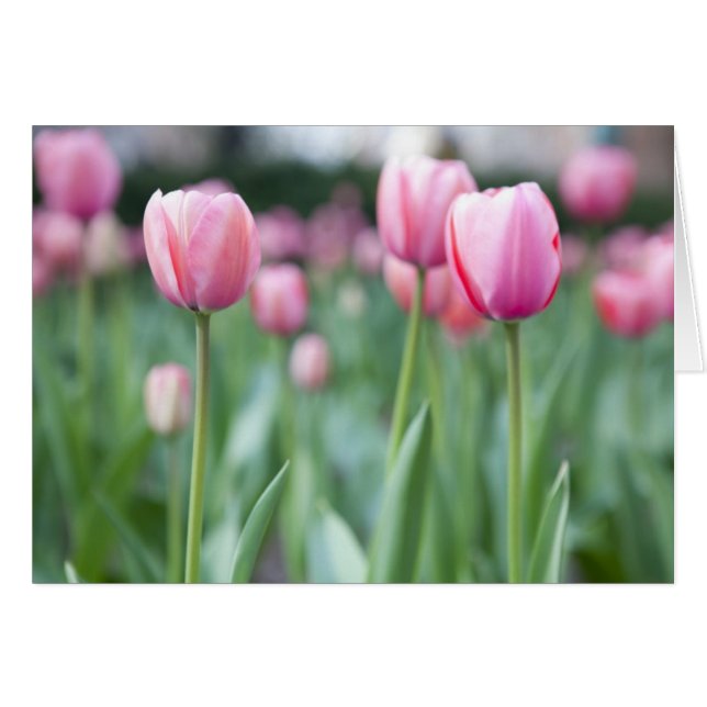 Tulipes roses (Devant Horizontal)