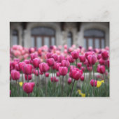 Tulipes roses à Montréal, Canada - Carte postale (Devant)