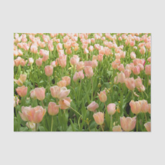 Tulipes roses en papier de soie de printemps