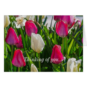 Tulipes Roses Et Blancs Pensant À Vous