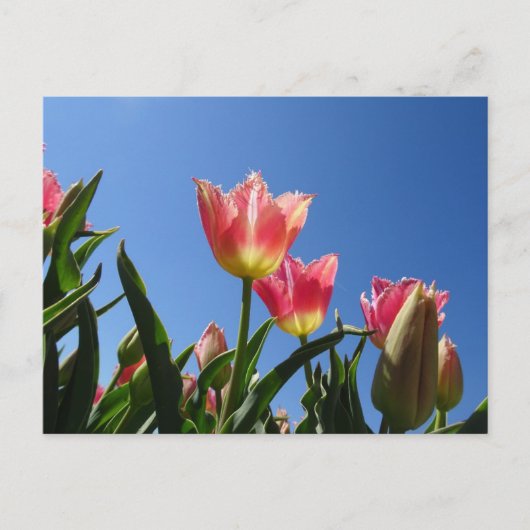 Tulipes roses et Ciel bleu do-it-yourself carte po (Devant)