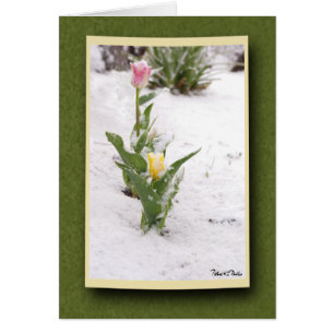 Tulipes roses et jaunes arrosées par neige