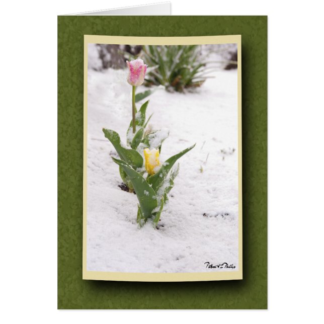 Tulipes roses et jaunes arrosées par neige (Devant)