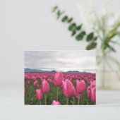 Tulipes roses Fleurs  Carte postale (Debout devant)