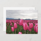 Tulipes roses Fleurs  Carte postale (Devant / Derrière)