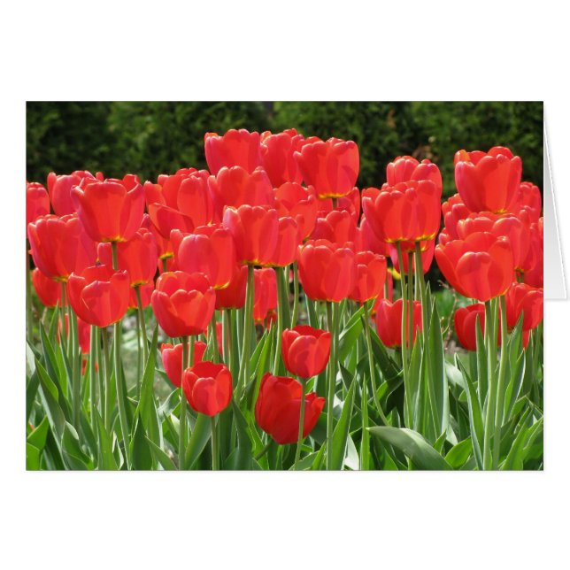 Tulipes rouges (Devant Horizontal)