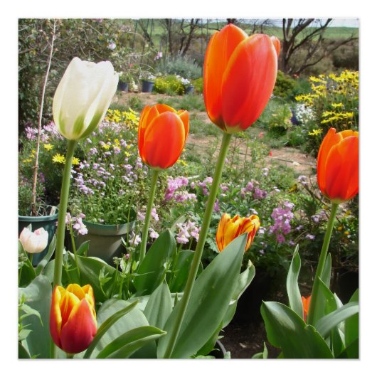 Tulipes rouges et blanches Affiche de jardin de pr (Devant)