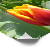 Tulipes rouges et blanches Affiche de jardin de pr (Coin)