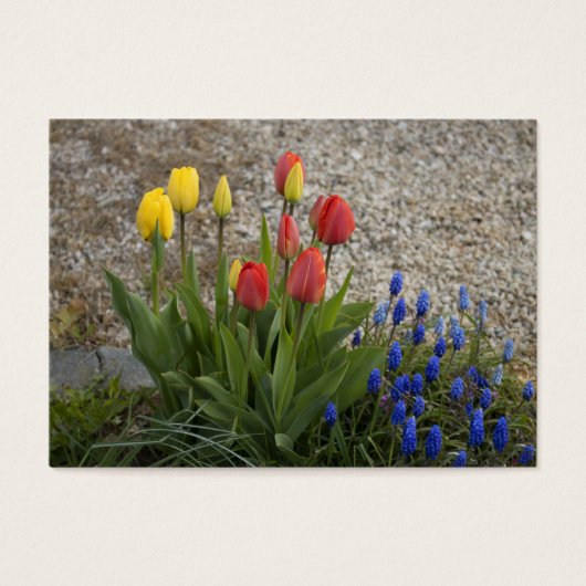 Tulipes Rouges Et Jaunes (Devant)