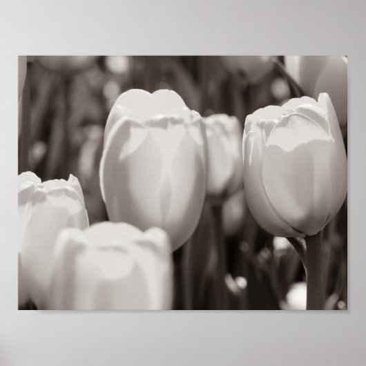 Tulipes rouges impression photographique. affiche (Devant)