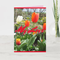 Tulipes rouges Ma carte de fleurs de printemps amo