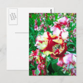 Tulipes spéciales - Carte postale (Devant / Derrière)