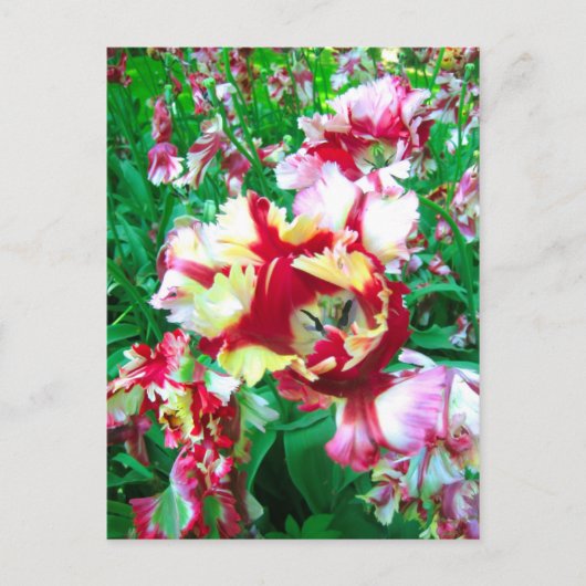 Tulipes spéciales - Carte postale (Devant)