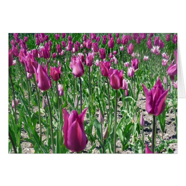 Tulipes violettes du Regal (Devant horizontal)