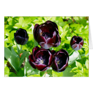 Tulipes violettes Noires De Hollande Photo